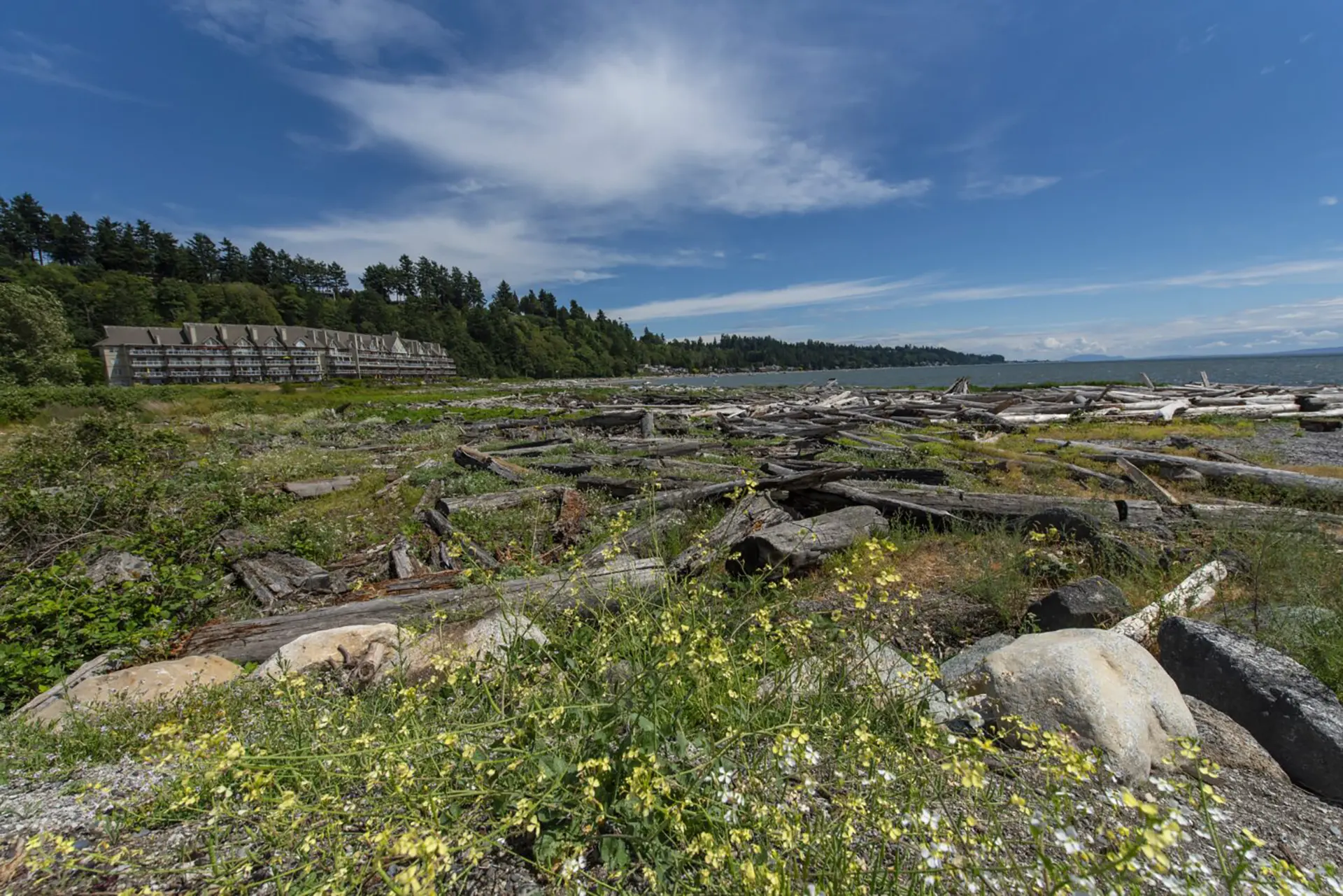 A wide view of a beach littered with driftwood, with a long, multi-story building on a forested hill in the background.